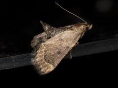 Hypsopygia phoezalis