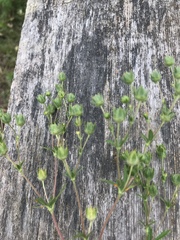 Potentilla inclinata