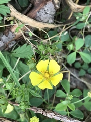 Potentilla inclinata