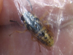 Temnostoma alternans