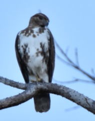 Aviceda madagascariensis