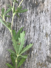 Potentilla inclinata