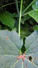 Cnidoscolus multilobus