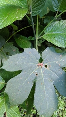 Cnidoscolus multilobus