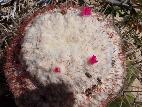Melocactus curvispinus