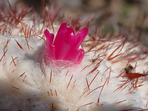 Melocactus curvispinus