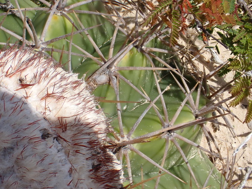 Melocactus curvispinus
