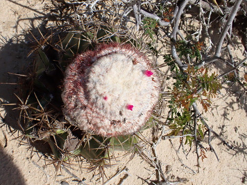 Melocactus curvispinus