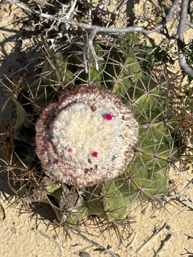 Melocactus curvispinus