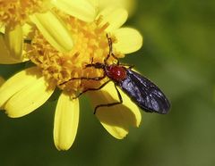 Dilophus pectoralis