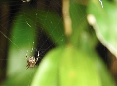 Neoscona menghaiensis