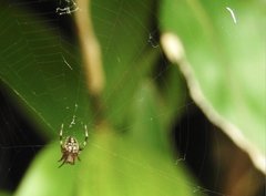 Neoscona menghaiensis