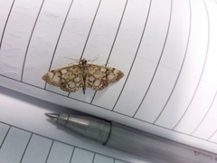 Anania coronata
