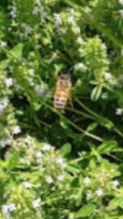Apis mellifera