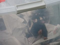 Spilogale angustifrons