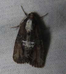 Bryolymnia semifascia