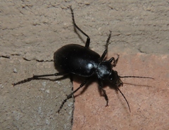 Calosoma peregrinator