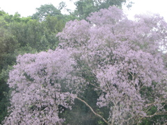 Jacaranda copaia
