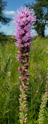 Liatris pycnostachya