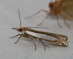 Crambus cyrilellus
