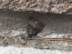 Phalaenostola hanhami