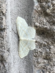 Scopula junctaria