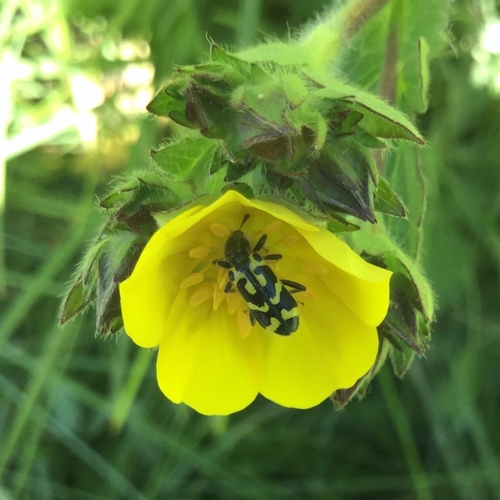 iNaturalist observation photo of Ornate Checkered Beetle
