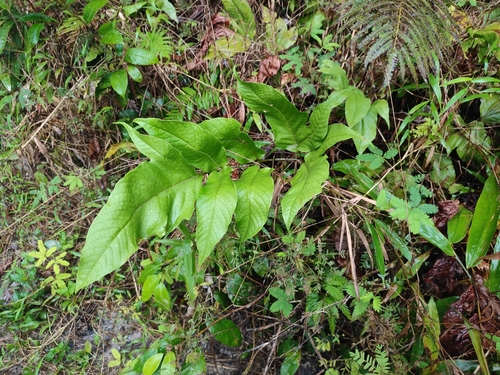Tectaria angulata observed 2024-12-19