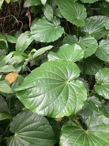 Macropiper latifolium observed 2024-10-22