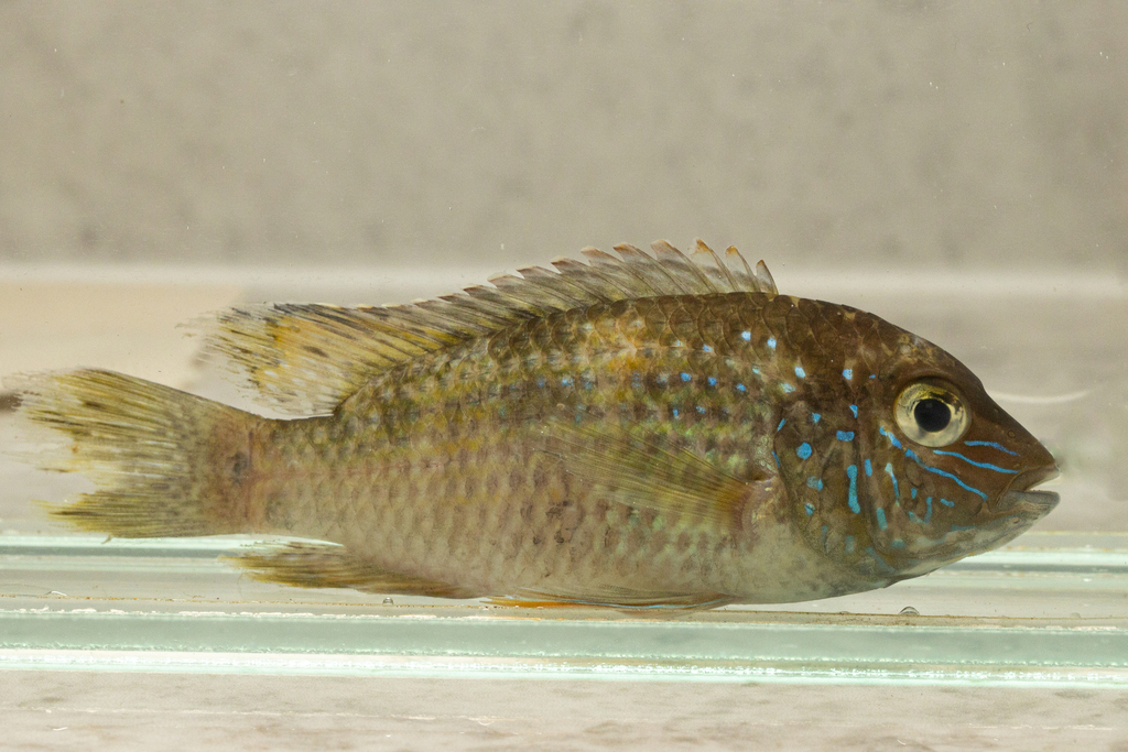 Sapayo Cichlid