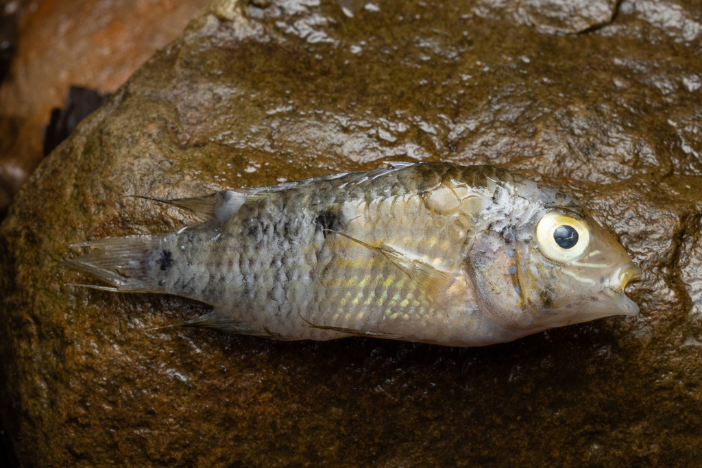 Sapayo acara (Andinoacara sapayensis) — Cichlidae