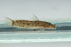 Broadhead Climbing Catfish photo 1