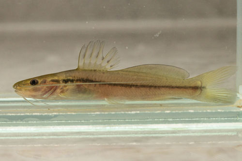Modest pimelodella (Pimelodella modestus) — Heptapteridae