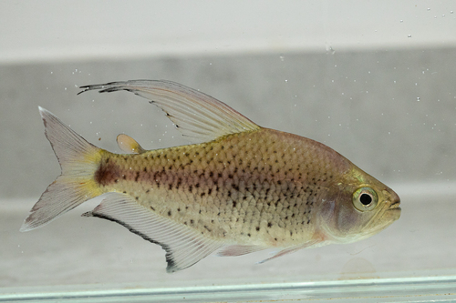 Pseudochalceus bohlkei
