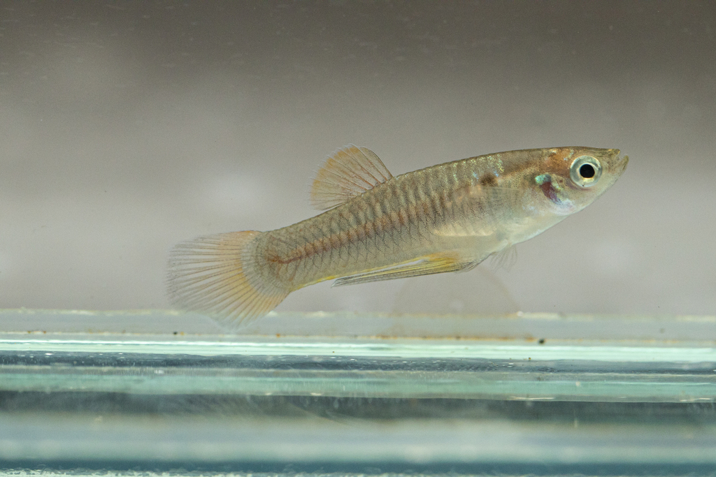 Fria toothcarp (Pseudopoecilia fria) — Poeciliidae