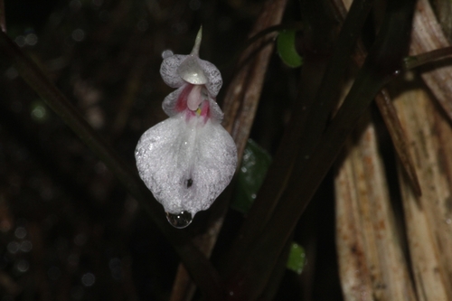 Impatiens truncata observed 2024-12-14