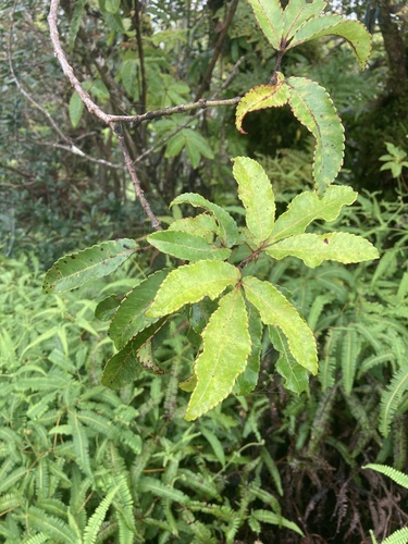 Pterophylla samoensis observed 2024-10-22