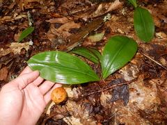 Clintonia