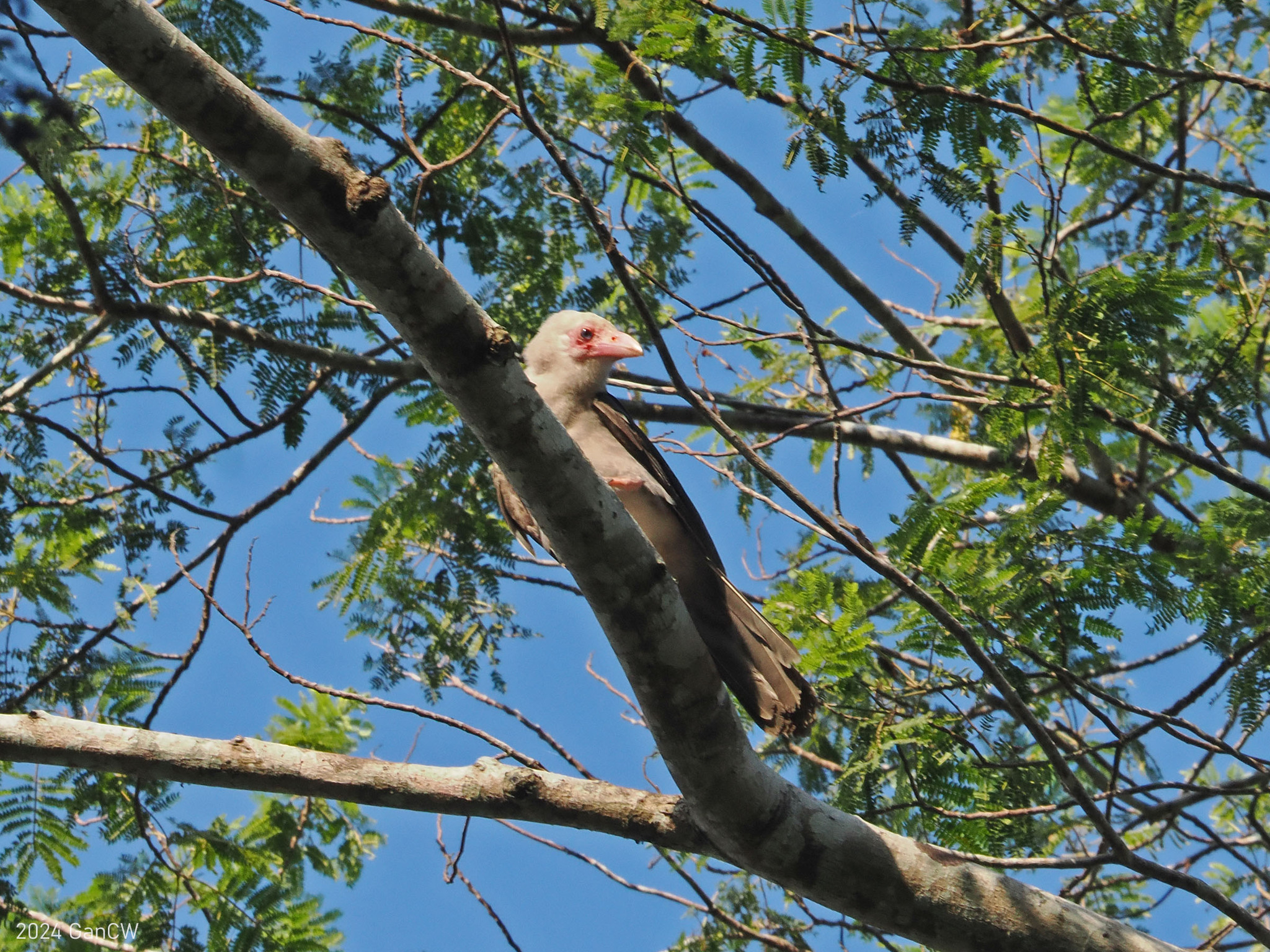 Grey Crow (Corvus tristis), photo 9