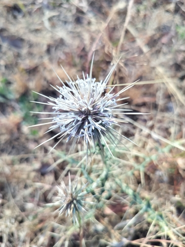 Indian Globe Thistle