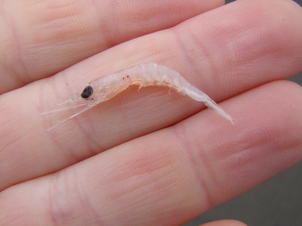 Hansarsia megalops