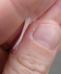 Nematoscelis megalops