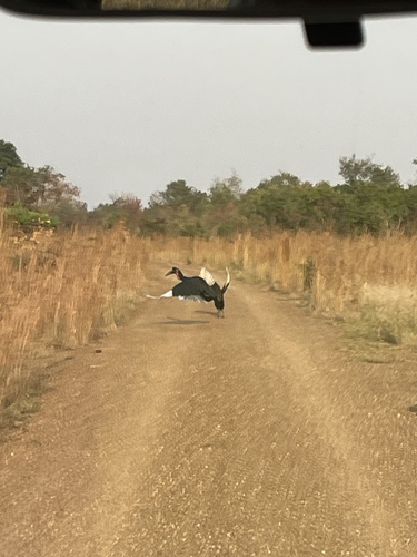 Abyssinian Ground-Hornbill