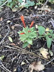 Monardella macrantha hallii