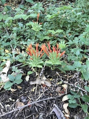 Monardella macrantha hallii