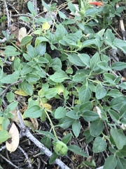 Monardella macrantha hallii