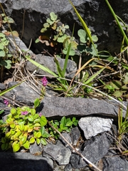 Polygala tatarinowii