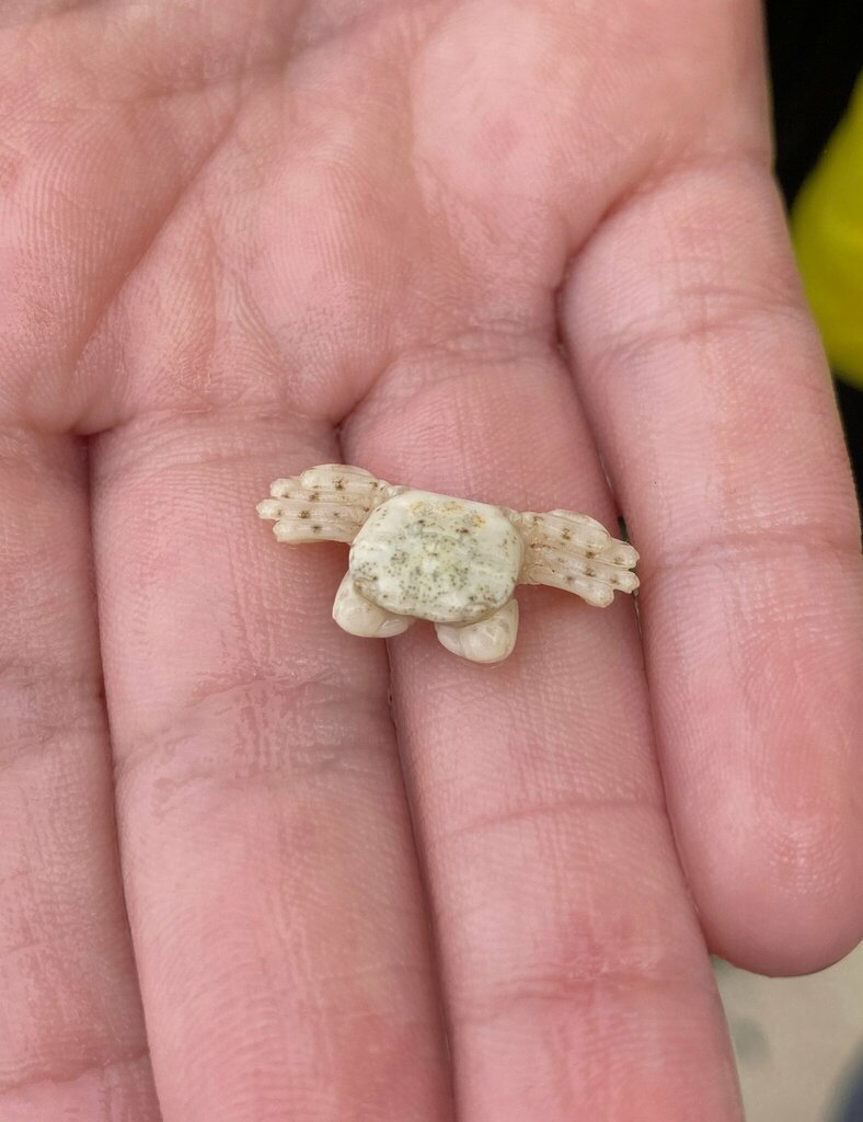 Little White Crab