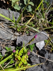 Polygala tatarinowii