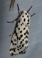 Hypercompe permaculata